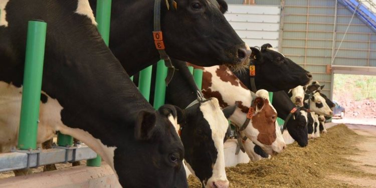 ارتفاع مرتقب لسعر الأعلاف في تركيا بنسبة 95%