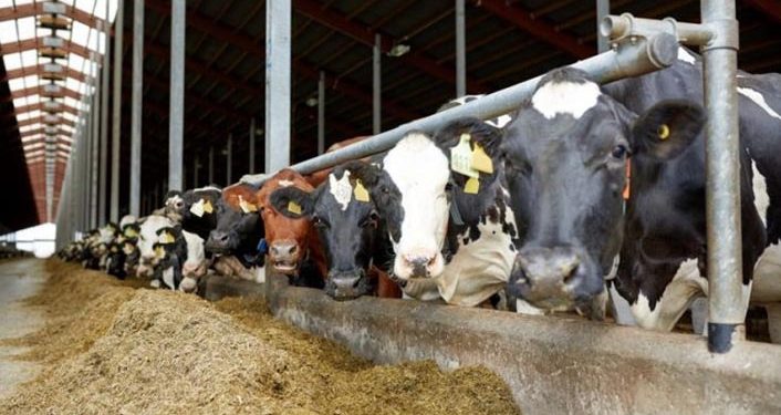 علف أبقار الحليب يسجل ارتفاعًا جنونيًا في تركيا