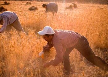 تركيا ترفع أسعار القمح