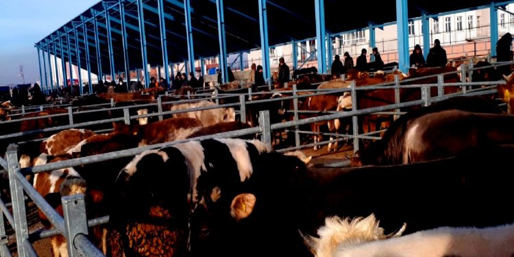 زيادة 22% بأسعار المواشي في تركيا