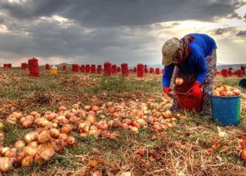 البصل يحطم أرقامًا قياسية في تركيا