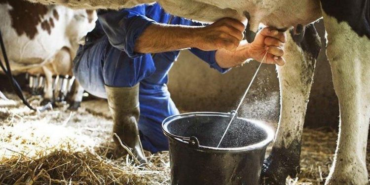 ارتفاع سعر الحليب في تركيا