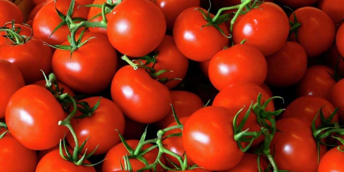 الطماطم تسجل أرقاما قياسية في تركيا