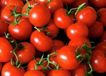 الطماطم تسجل أرقاما قياسية في تركيا