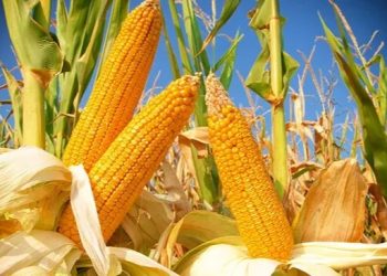 تركيا.. الذرة تسجل أعلى مستوياتها على الإطلاق خلال العقد الأخير