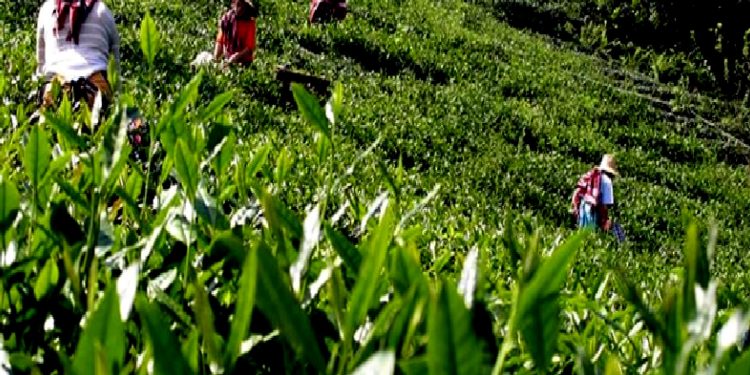 تركيا.. منتجو الشاي في ريزا غاضبون من ارتفاع أسعار السماد