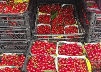 الكرز في تركيا يسجل 1000 ليرة!