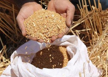 تركيا تواجه أزمة في توفير القمح من الخارج