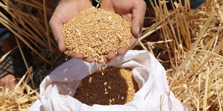 تركيا تواجه أزمة في توفير القمح من الخارج