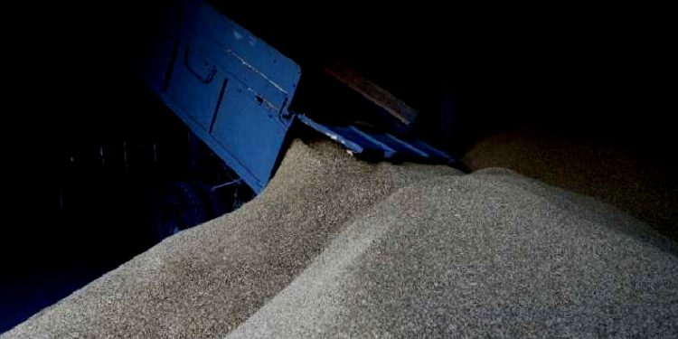 صحفي تركي: روسيا تبيع الحبوب المصادرة من أوكرانيا إلى مصر!