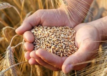 مخاوف من انخفاض إنتاج القمح في تركيا هذا العام