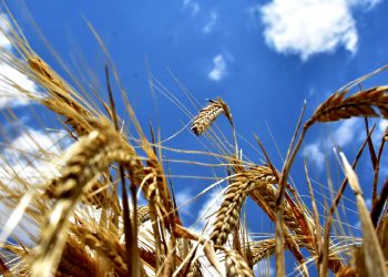 كم تحتاج تركيا من القمح في ظل الأزمة العالمية؟