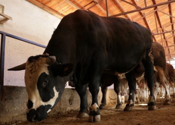 ارتفاع أسعار الأضاحي في تركيا  25% 