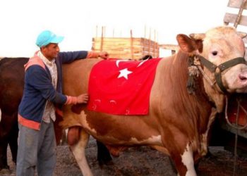 741 جزارًا تركيًّا يُصابون أثناء ذبح الأضاحي في تركيا
