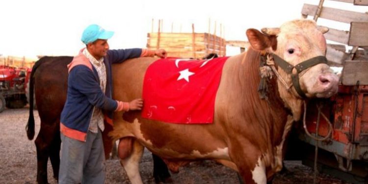 741 جزارًا تركيًّا يُصابون أثناء ذبح الأضاحي في تركيا