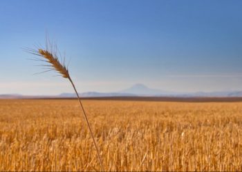 روسيا ترى أن مفاوضات إسطنبول حول الحبوب مستمرة