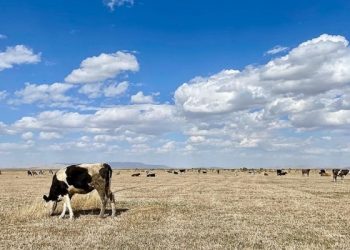 جفاف خامس أضخم بحيرة في تركيا