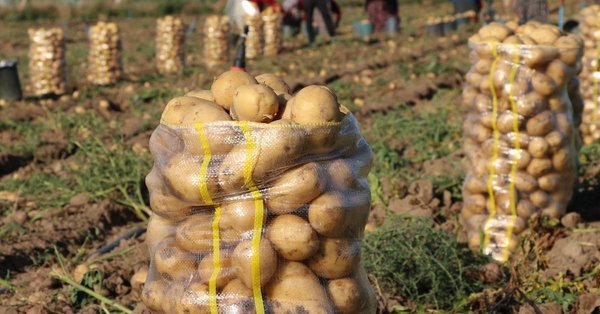 تركيا.. حبس مزارع لتوزيعه البطاطس على أسر المعتقلين!