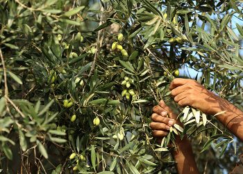 تركيا.. اعتقال لصوص يسرقون الزيتون في بالكسير