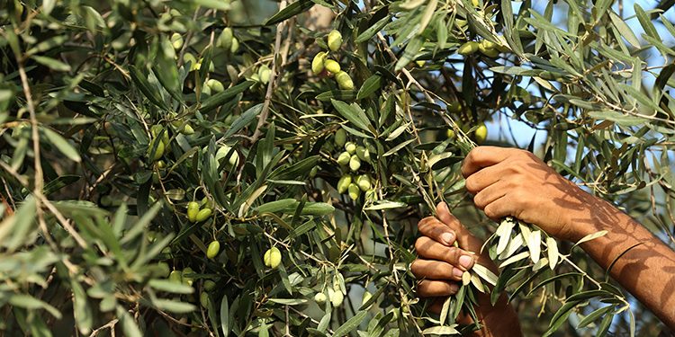 تركيا.. اعتقال لصوص يسرقون الزيتون في بالكسير