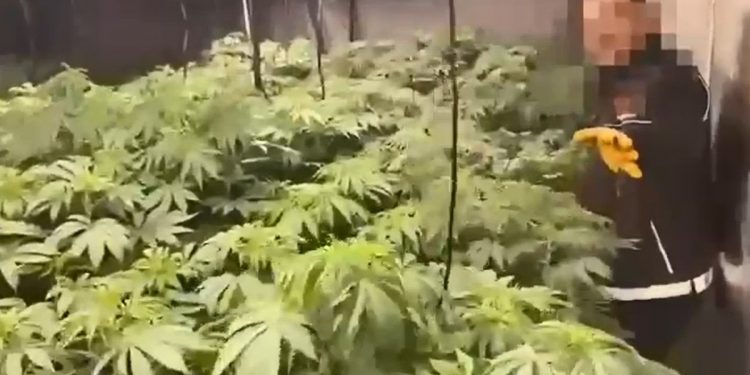 ضبط 250 كيلوجرامًا من الحشيش في إسطنبول