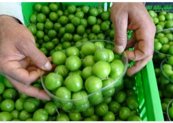 سعر البرقوق ينافس جرام الذهب في تركيا