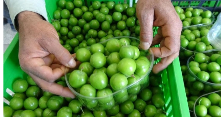 سعر البرقوق ينافس جرام الذهب في تركيا