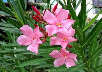 تحذير للسياح الروس في تركيا من زهرة الدفلة