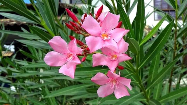 تحذير للسياح الروس في تركيا من زهرة الدفلة