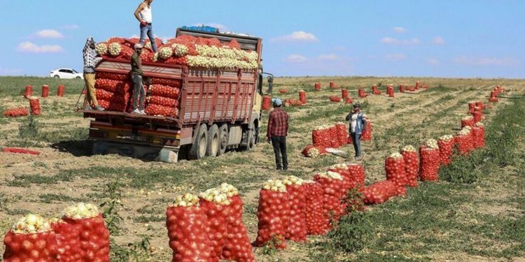 20% من الإنتاج الزراعي في تركيا تضرر بسبب الزلازل