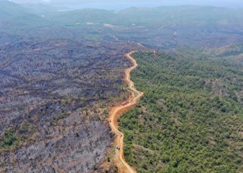 تركيا.. حريق هائل في غابة للتخلص من جثة أجنبي