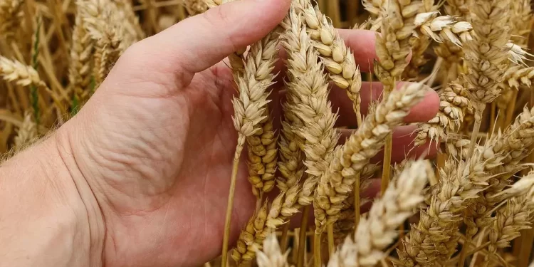 تركيا توقف مبيعات القمح المدعم