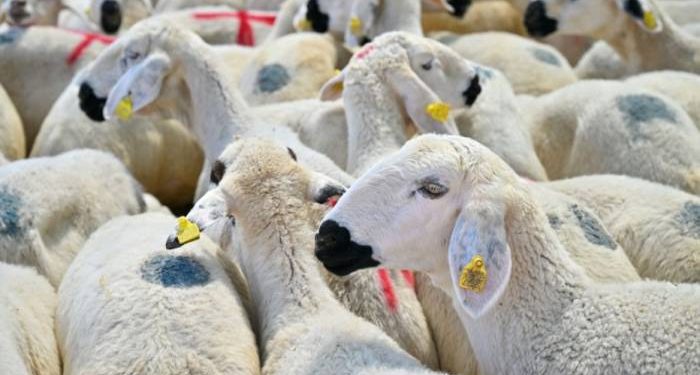 أكثر من 3 مليون رأس ماشية حصيلة الأضاحي في تركيا