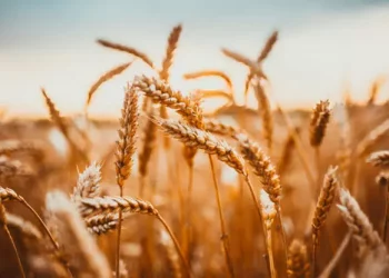 تركيا تشهد زيادة بأسعار المدخلات الزراعية