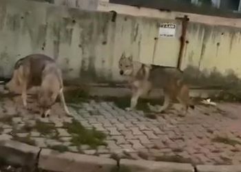 مشهد مرعب.. ذئاب جائعة تجوب شوارع إسطنبول