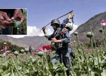 ميانمار تتربع على عرش منتجي الأفيون