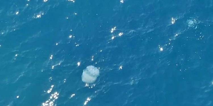 انجراف قناديل البحر من سوريا ولبنان إلى أنطاليا