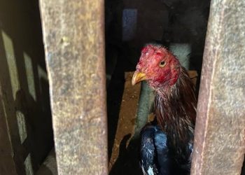 تركيا.. غرامة ضخمة بسبب مصارعة الديوك!