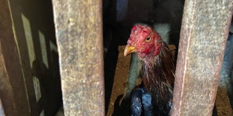 تركيا.. غرامة ضخمة بسبب مصارعة الديوك!