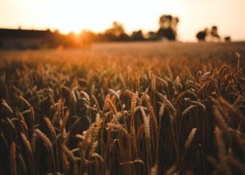 ارتفاع أسعار المواد الغذائية في تركيا