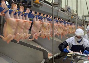 تركيا تدرس حظر تصدير اللحوم البيضاء
