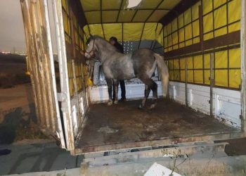 ضبط لحوم وأحشاء خيول قبل بيعها في إسطنبول