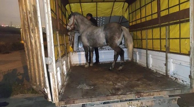 ضبط لحوم وأحشاء خيول قبل بيعها في إسطنبول