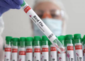 وفاة أول حالة بأنفلونزا الطيور (A (H5N2