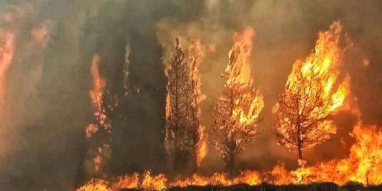 الحرائق تلتهم غابات اليونان وتركيا