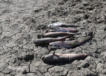 تركيا.. نفوق أسماك في أدرنة بشكل غامض