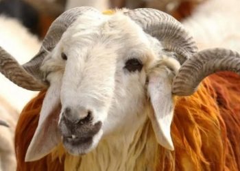 ارتفاع أسعار الأضاحي في تركيا 566% خلال عامين