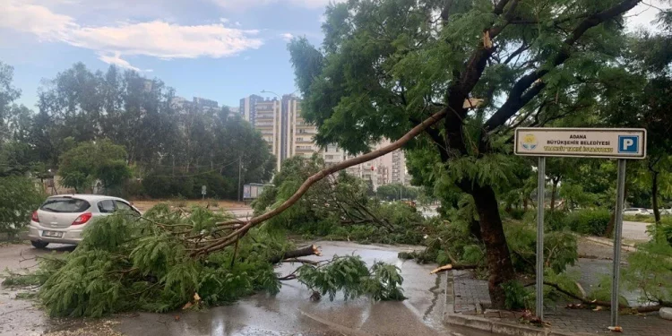 تطيح بالأشجار وتشل الحياة.. عاصفة مرعبة في أضنة