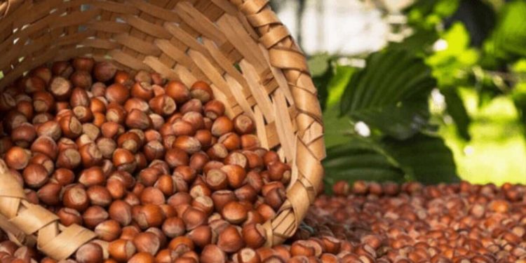 2 مليار دولار تكسب تركيا من زراعة البندق