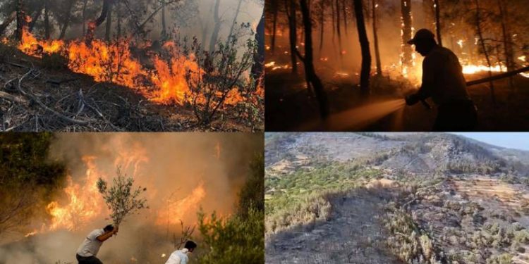 تضرر 2000 هكتار بحريق غابات في آيدن